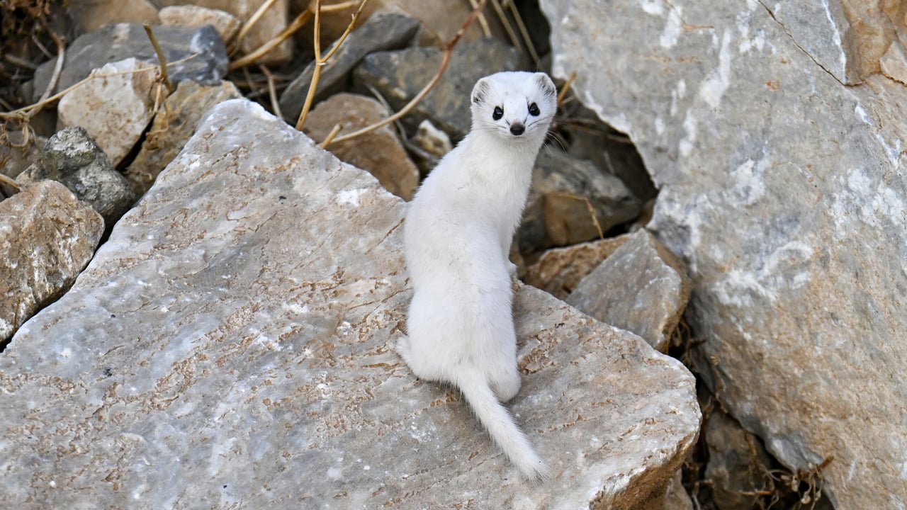 Foto - Doğanın zarif avcısı Van’da görüntülendi 