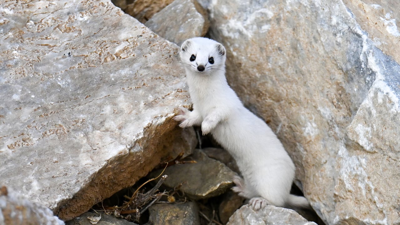 Foto - Doğanın zarif avcısı Van’da görüntülendi 