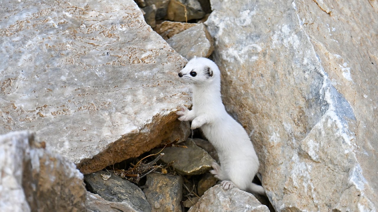 Foto - Doğanın zarif avcısı Van’da görüntülendi 