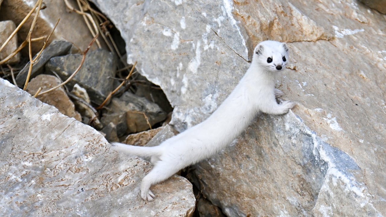 Foto - Doğanın zarif avcısı Van’da görüntülendi 