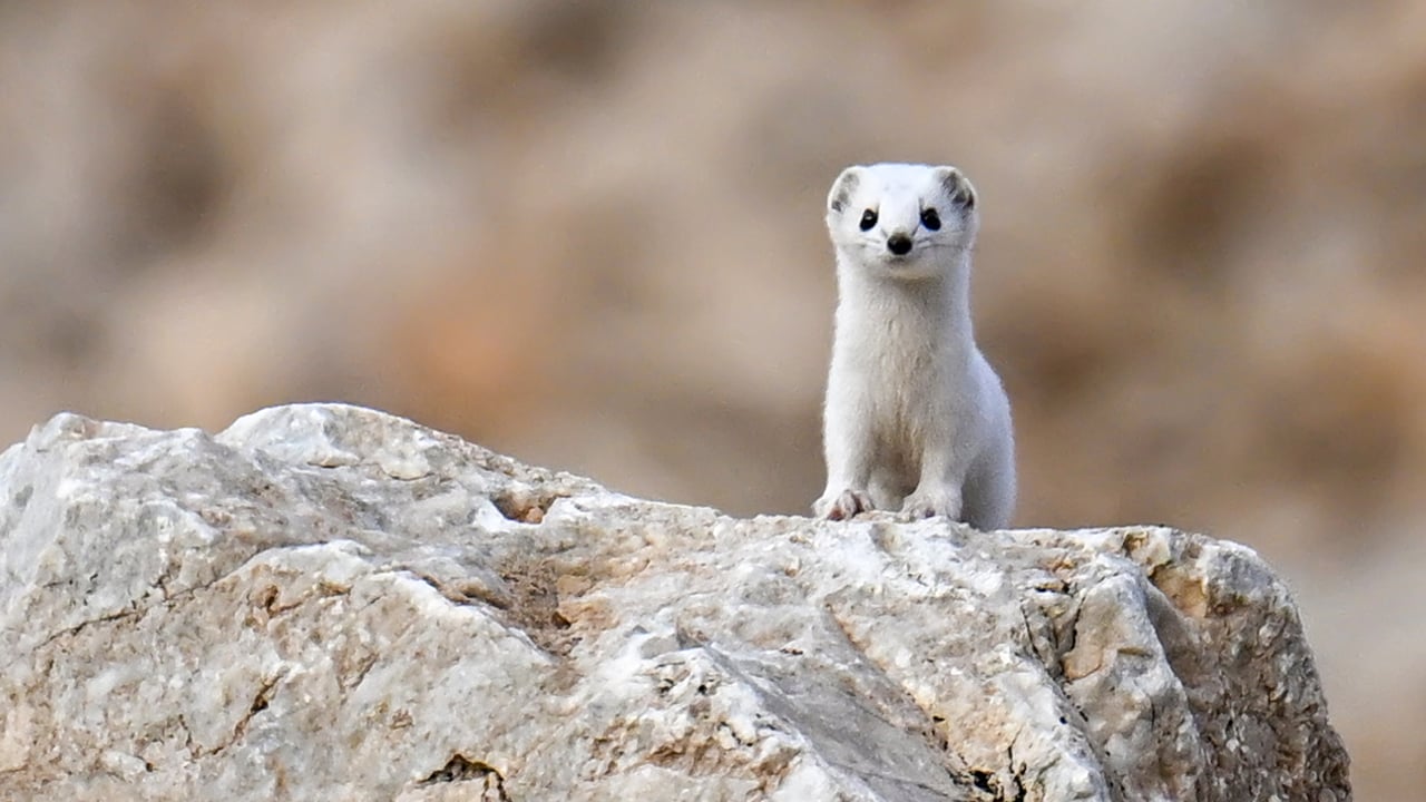 Doğanın zarif avcısı Van’da görüntülendi 