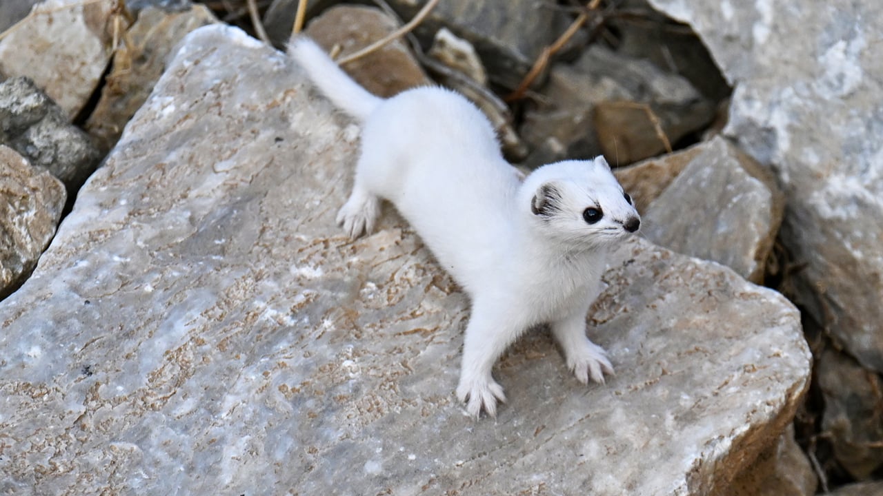 Foto - Doğanın zarif avcısı Van’da görüntülendi 