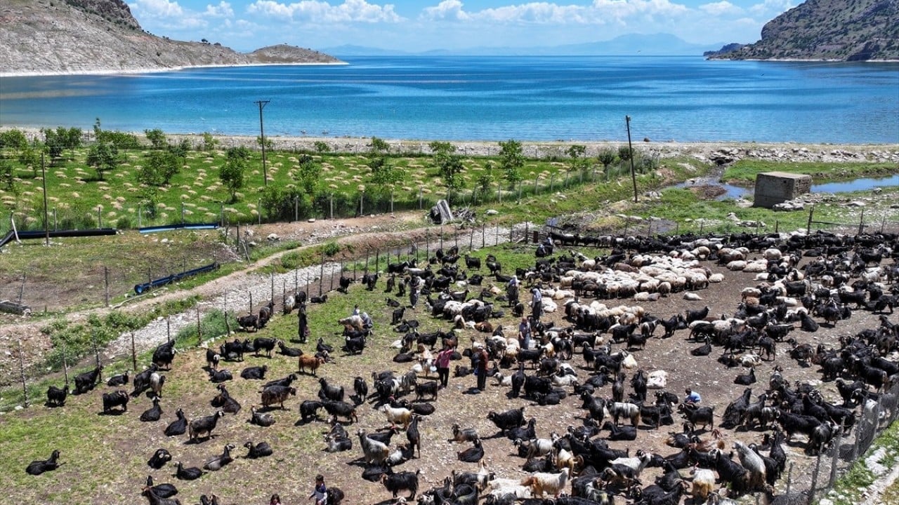 Foto - Doğaya bırakılan yünler çevreyi tehdit ediyor! Sudaki çözünmüş oksijeni bile tüketiyor