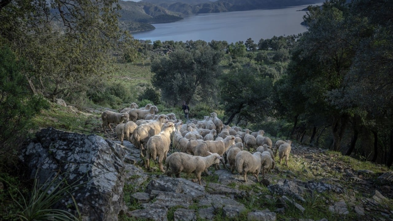 Foto - Doğayla iç içe altı ay yaşam Karada başlayıp denizde devam eden sıra dışı göç