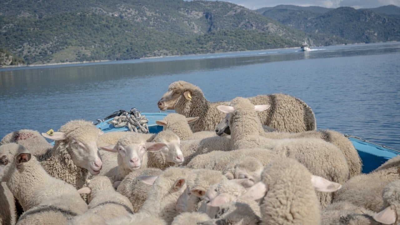 Foto - Doğayla iç içe altı ay yaşam Karada başlayıp denizde devam eden sıra dışı göç