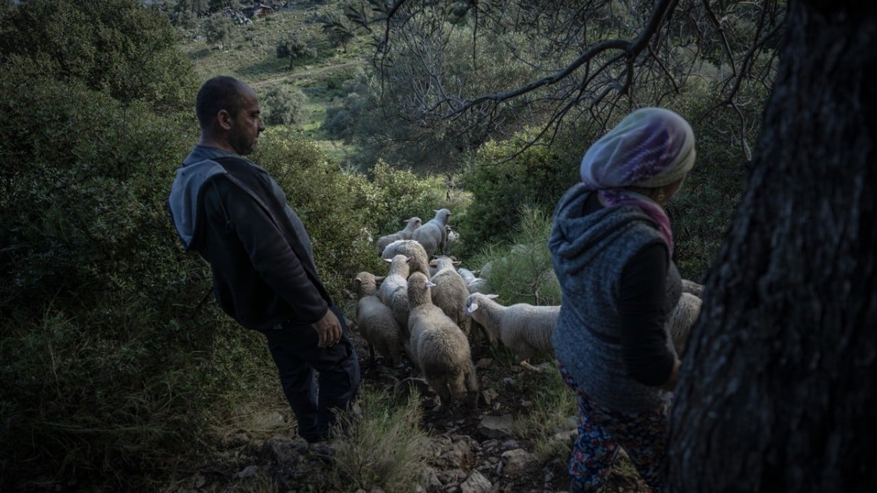 Foto - Doğayla iç içe altı ay yaşam Karada başlayıp denizde devam eden sıra dışı göç