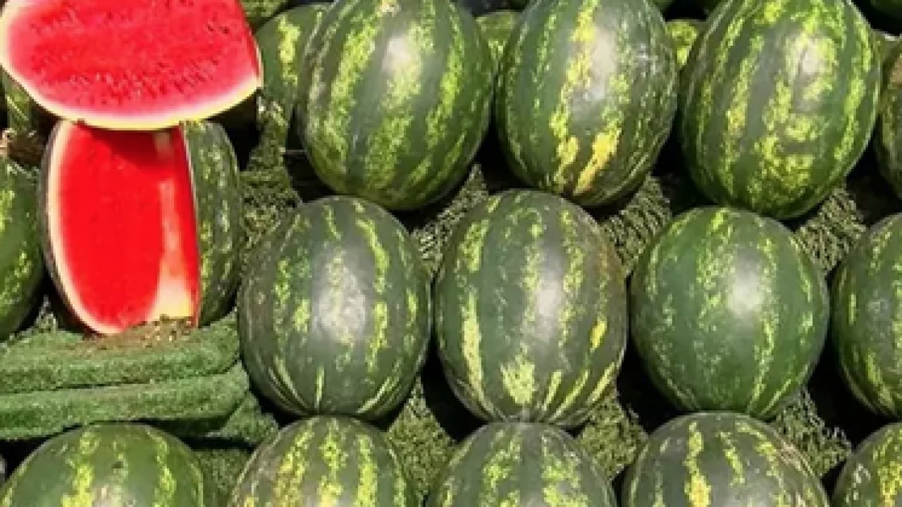 Foto - Doğru karpuz nasıl seçilir? İşte tatlı ve kırmızı karpuzun o bilinmeyen sırrı...