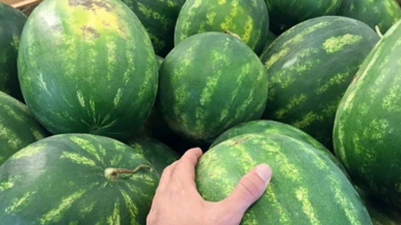 Foto - Doğru karpuz nasıl seçilir? İşte tatlı ve kırmızı karpuzun o bilinmeyen sırrı...