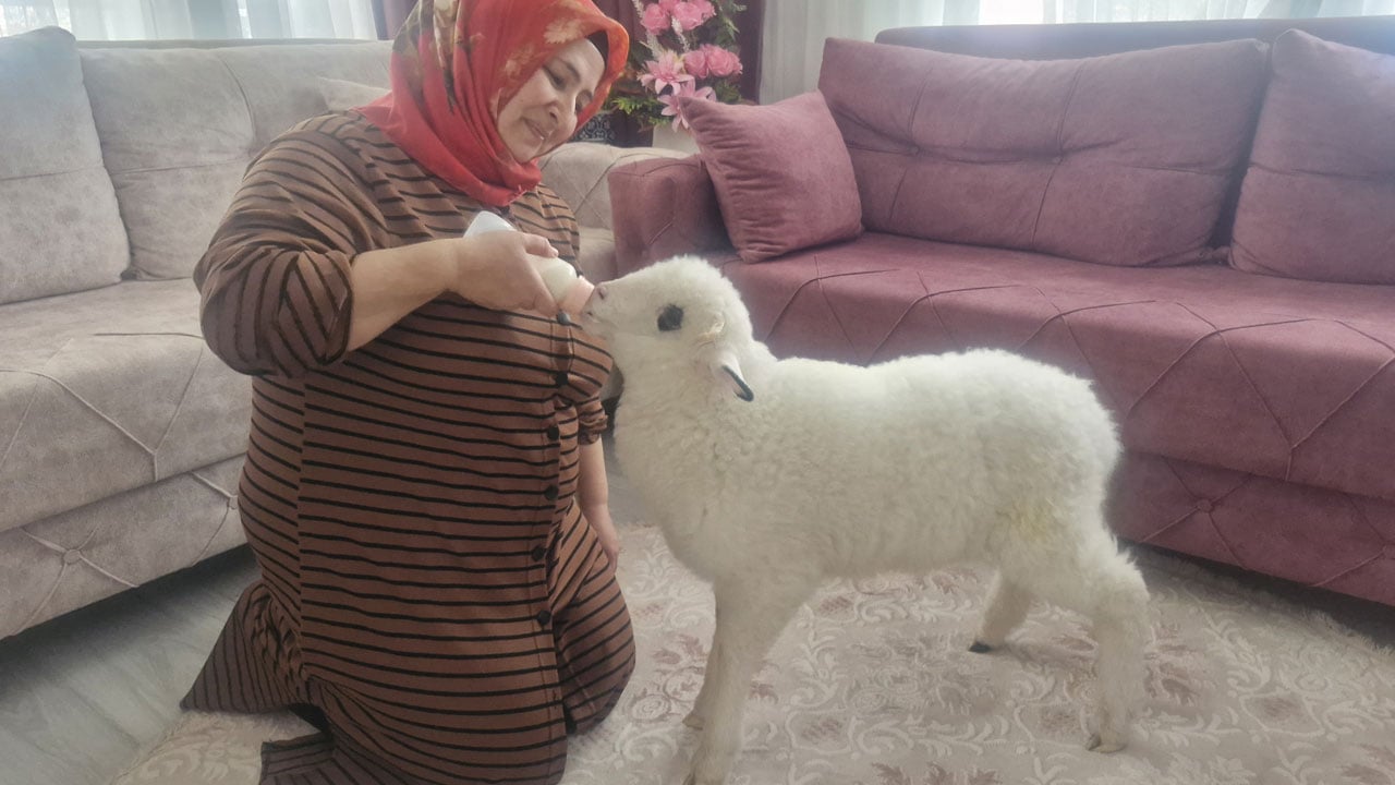 Foto - Doktor tavsiyesi ile başladı! Otizmli oğulları için aldıkları kuzu hayatlarını değiştirdi