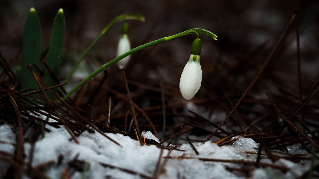 Foto - Dokunanın başı derde giriyor! Siz siz olun sakın bu çiçeğe yaklaşmayın