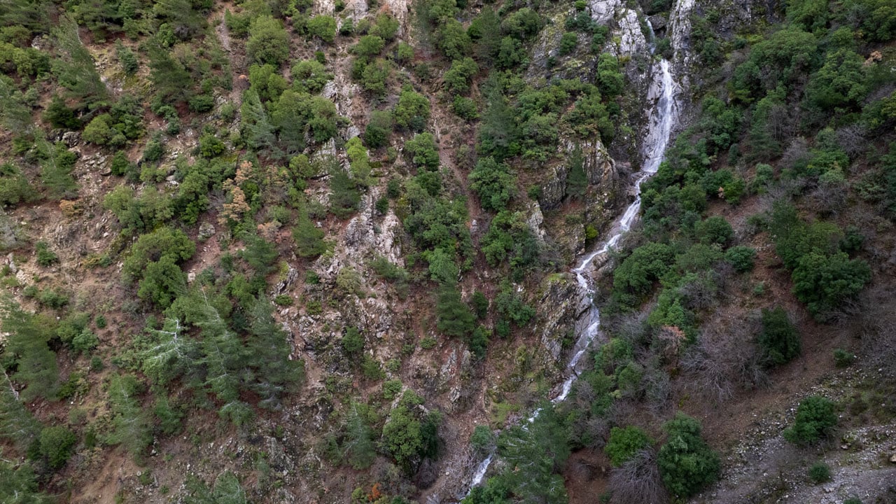 Foto - Dokunanın başı derde giriyor! Siz siz olun sakın bu çiçeğe yaklaşmayın