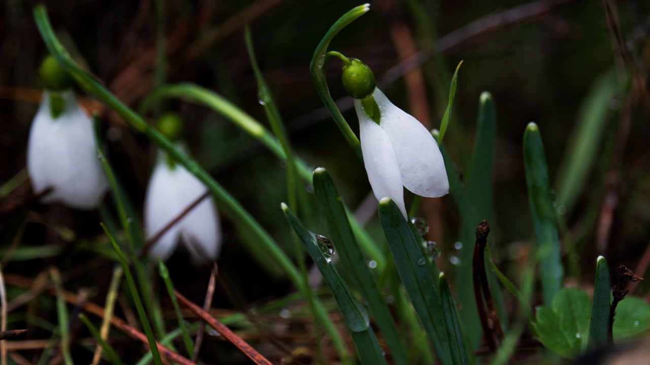 Dokunanın başı derde giriyor! Siz siz olun sakın bu çiçeğe yaklaşmayın