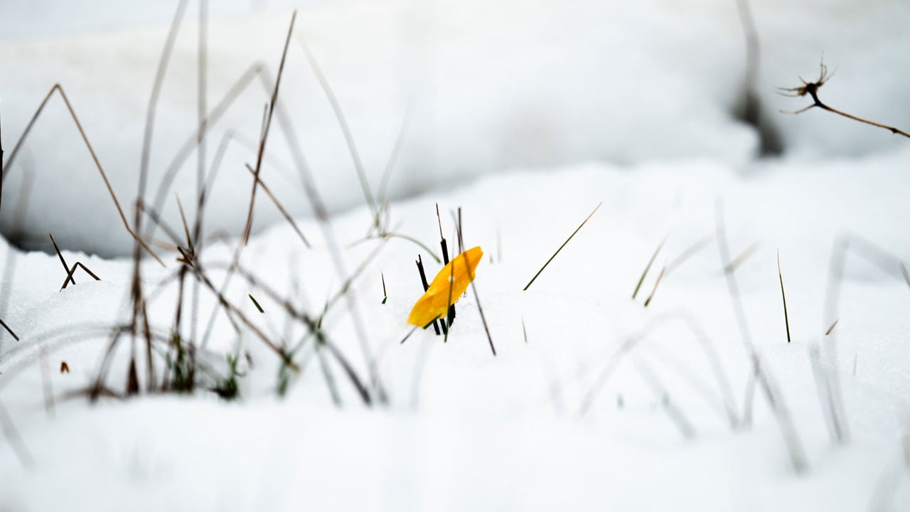 Foto - Dokunanın başı derde giriyor! Siz siz olun sakın bu çiçeğe yaklaşmayın