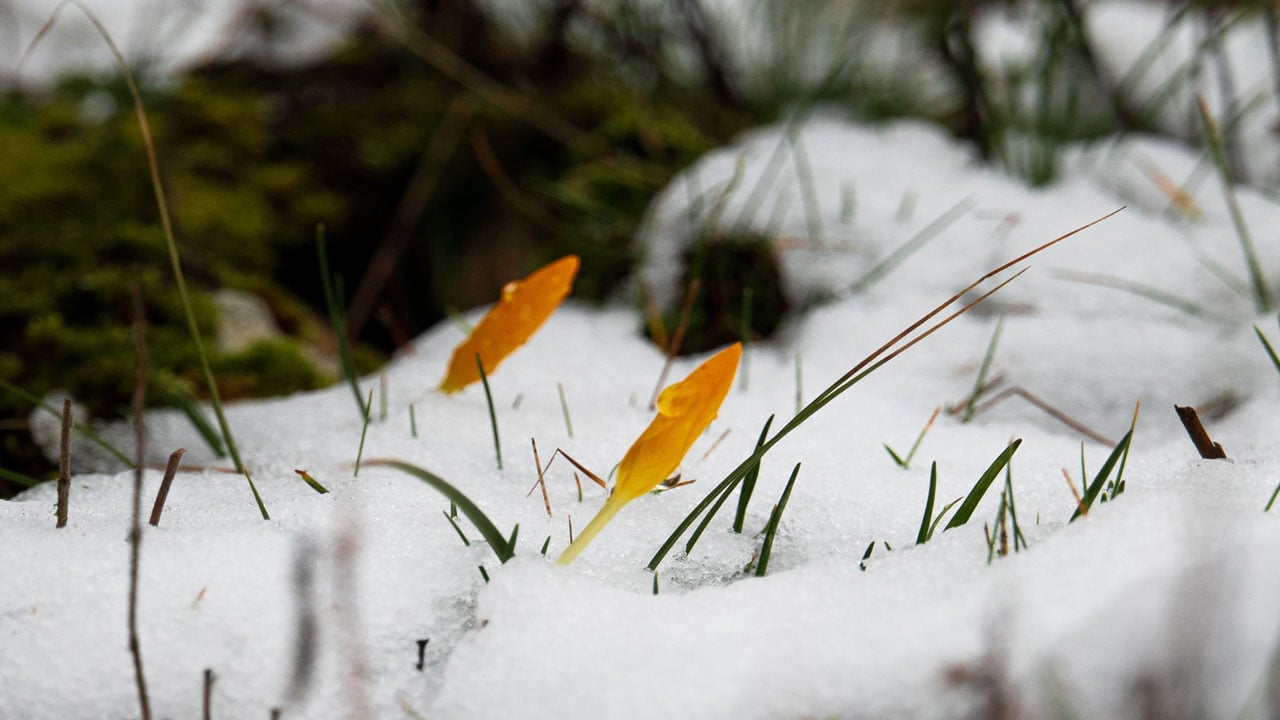 Foto - Dokunanın başı derde giriyor! Siz siz olun sakın bu çiçeğe yaklaşmayın