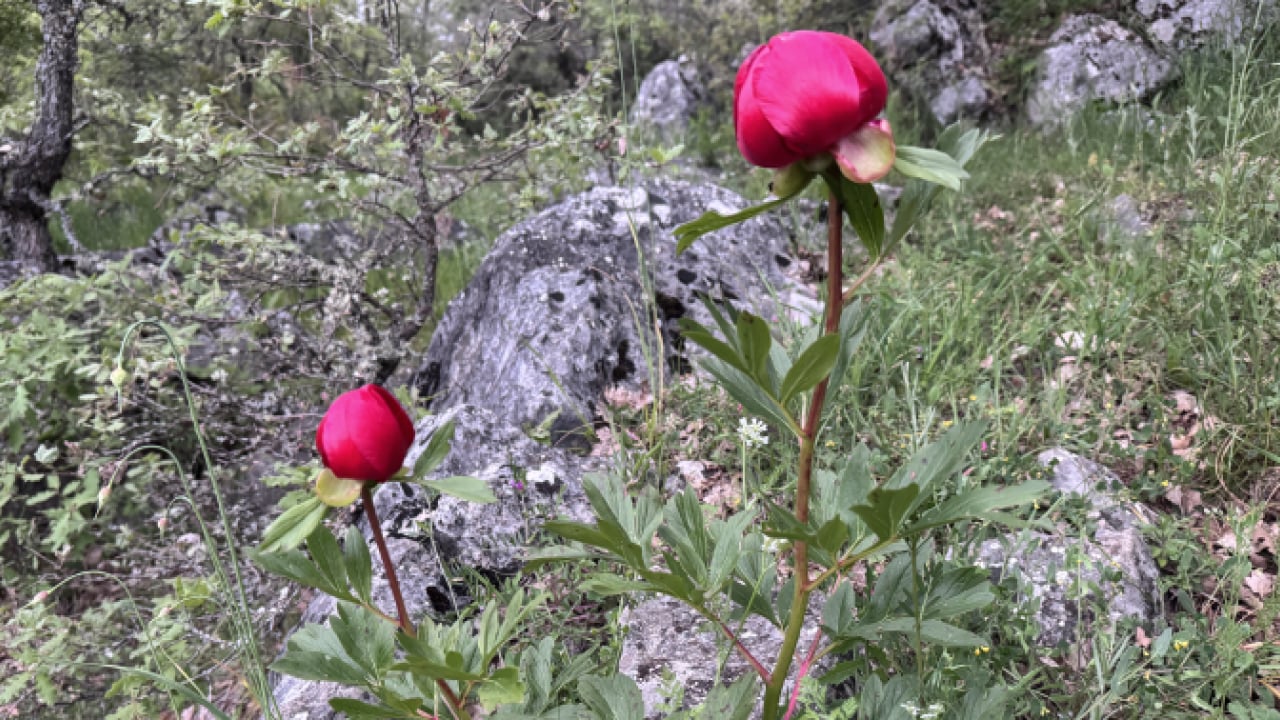 Foto - Dokunmanın bedeli servet: Koruma altındaki ayı gülü Eflani'de çiçek açtı!