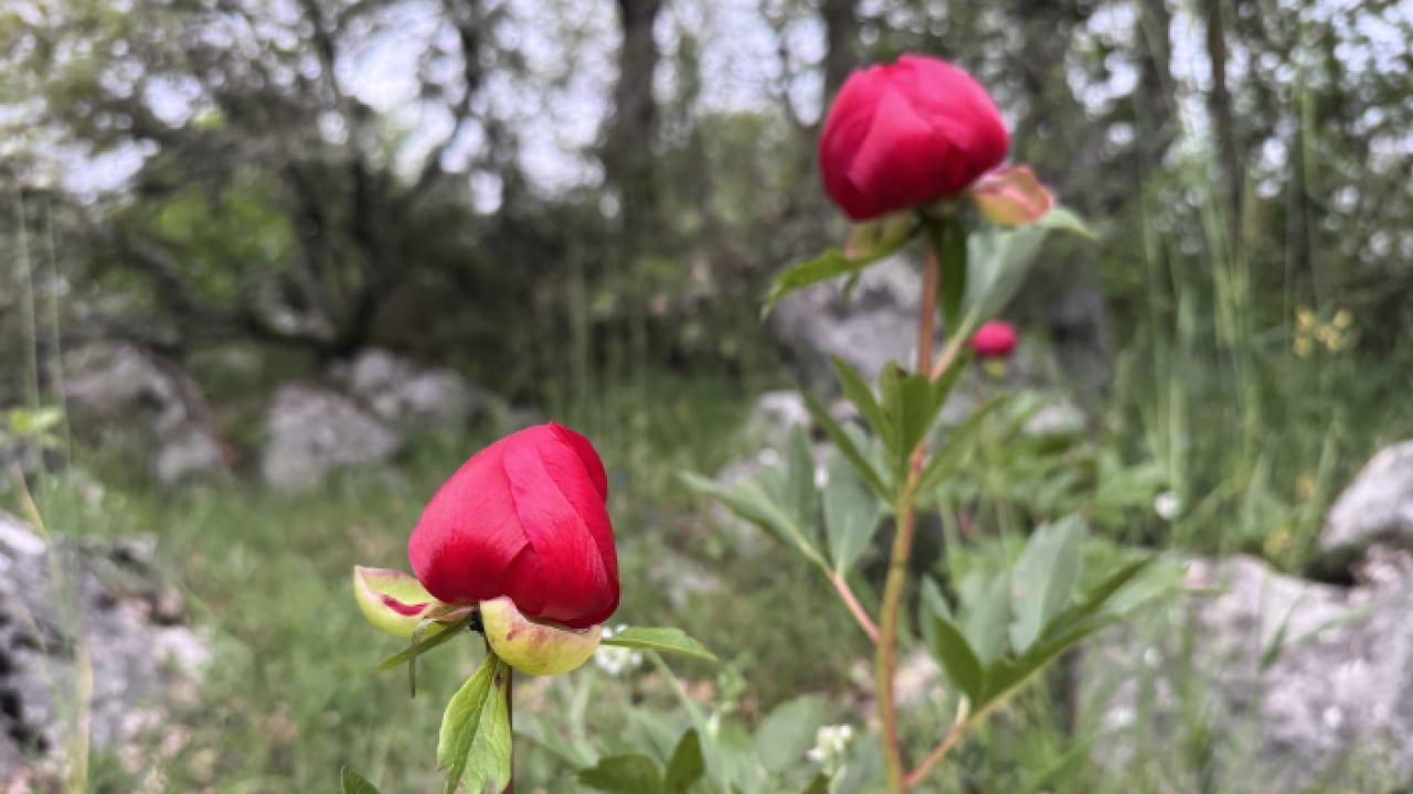 Dokunmanın bedeli servet: Koruma altındaki ayı gülü Eflani'de çiçek açtı!