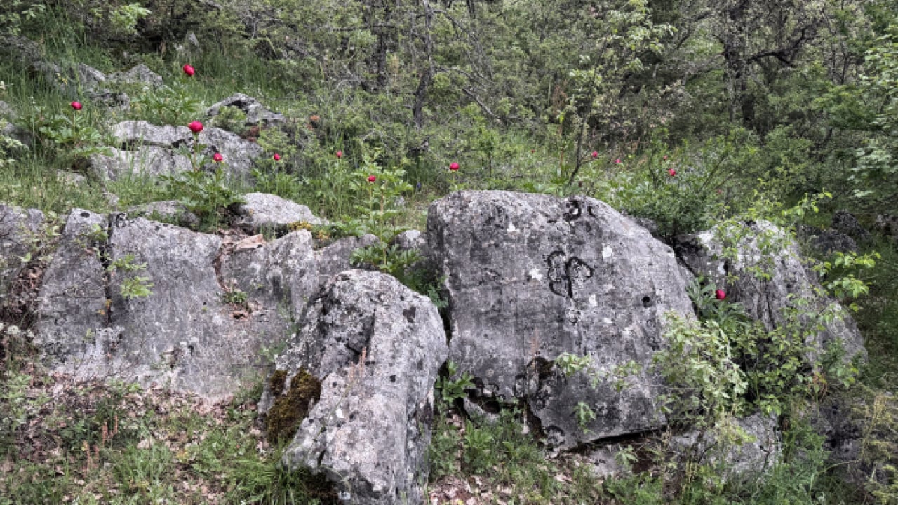 Foto - Dokunmanın bedeli servet: Koruma altındaki ayı gülü Eflani'de çiçek açtı!