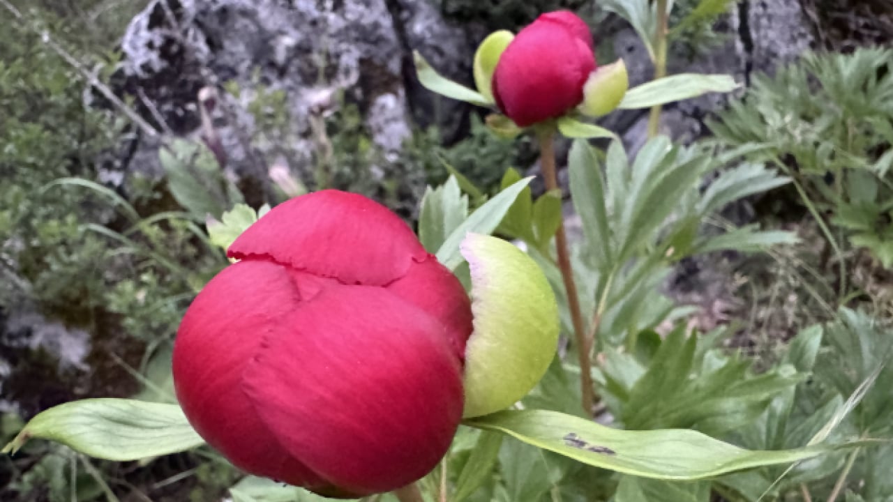 Foto - Dokunmanın bedeli servet: Koruma altındaki ayı gülü Eflani'de çiçek açtı!