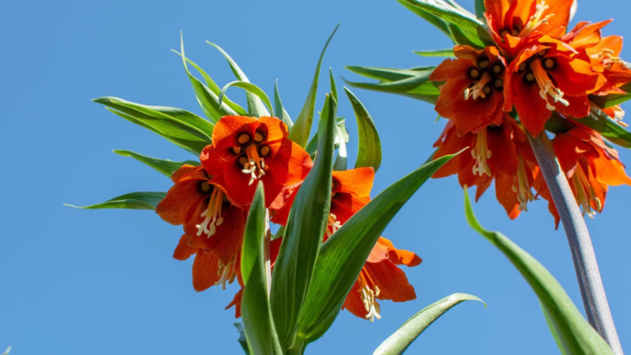 Foto - Dokunmanın cezası çok ağır: Renklerine sakın aldanmayın!