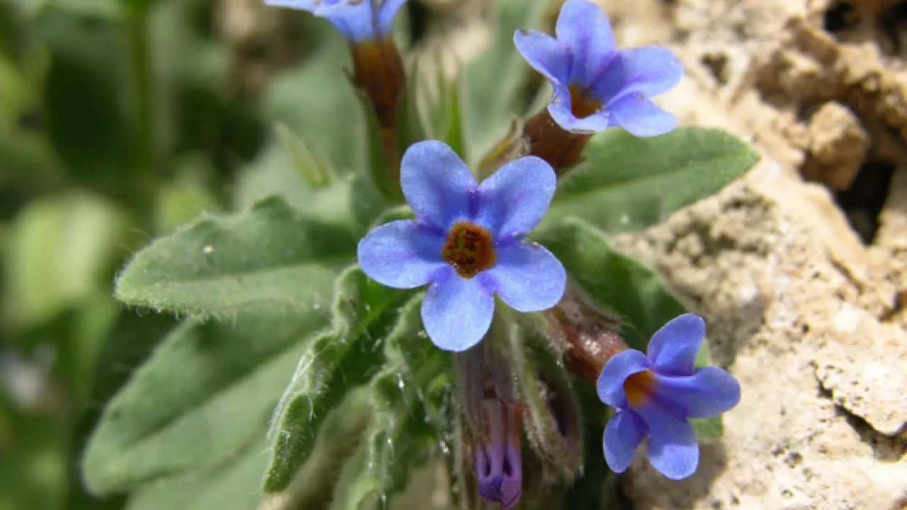 Foto - Dokunmanın cezası çok ağır: Renklerine sakın aldanmayın!