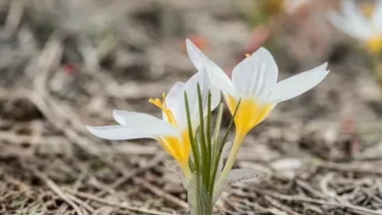 Foto - Dokunmanın cezası çok ağır: Renklerine sakın aldanmayın!