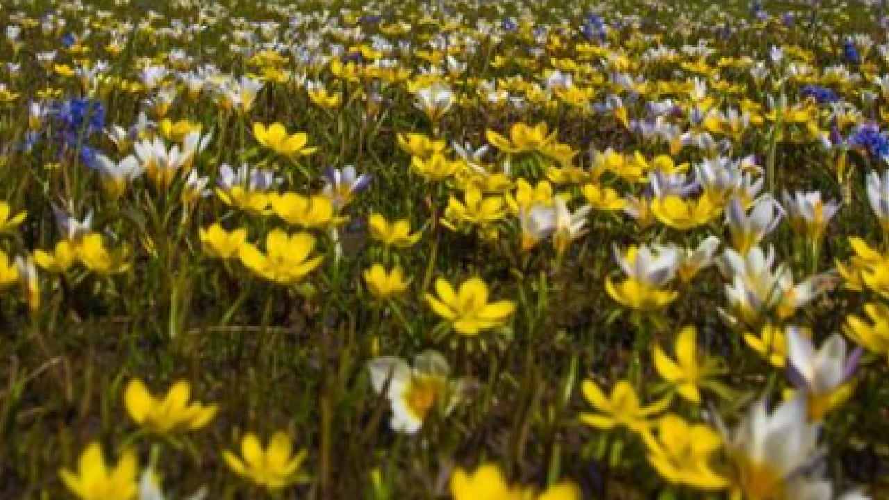 Foto - Dokunmanın cezası çok ağır: Renklerine sakın aldanmayın!