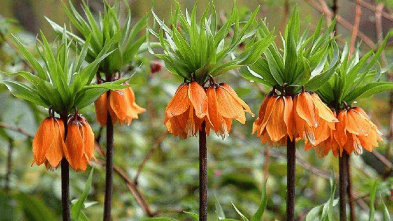 Dokunmanın cezası çok ağır: Renklerine sakın aldanmayın!