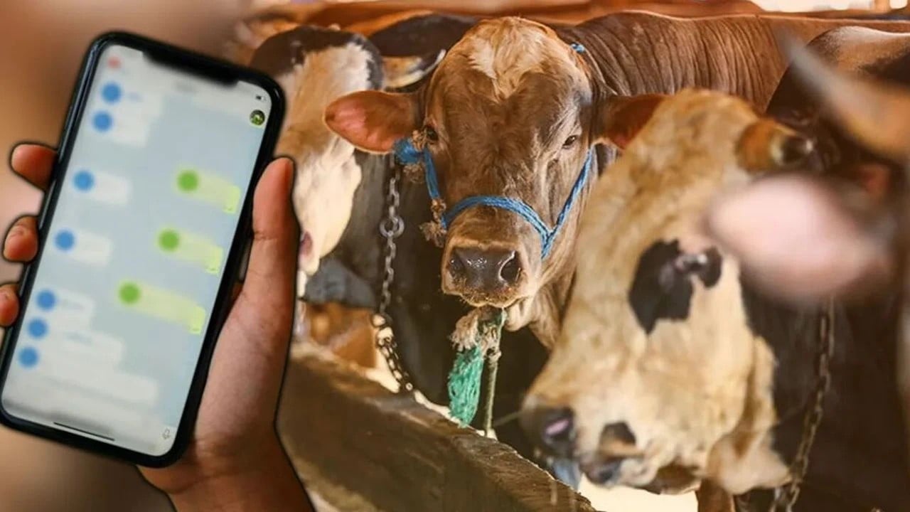 Foto - Dolandırıcılar durmak bilmiyor Ucuz kurbanlık sahte dekont ve İban’a kapora