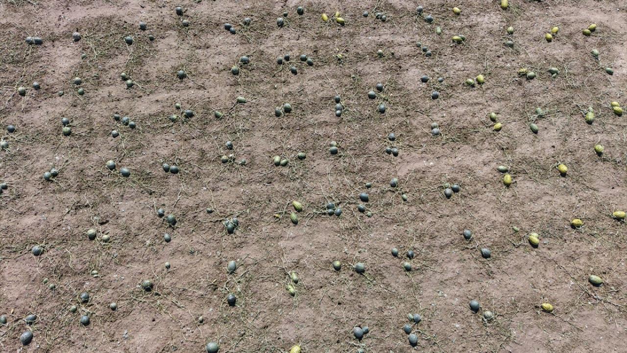 Foto - Dolu etkili oldu! 35 bin dekar tarım alanı zarar gördü