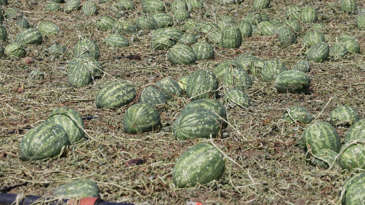 Foto - Dolu etkili oldu! 35 bin dekar tarım alanı zarar gördü