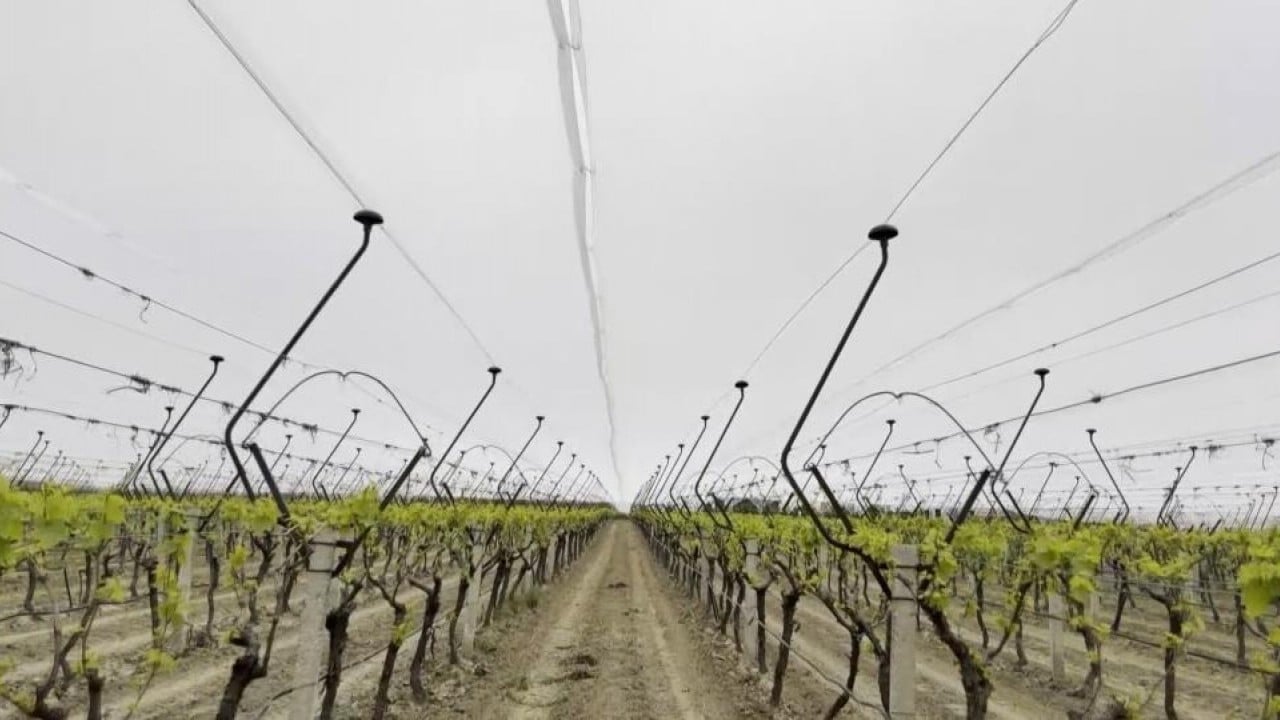 Foto - Dolu ve güneşe karşı tülden kalkan koruması