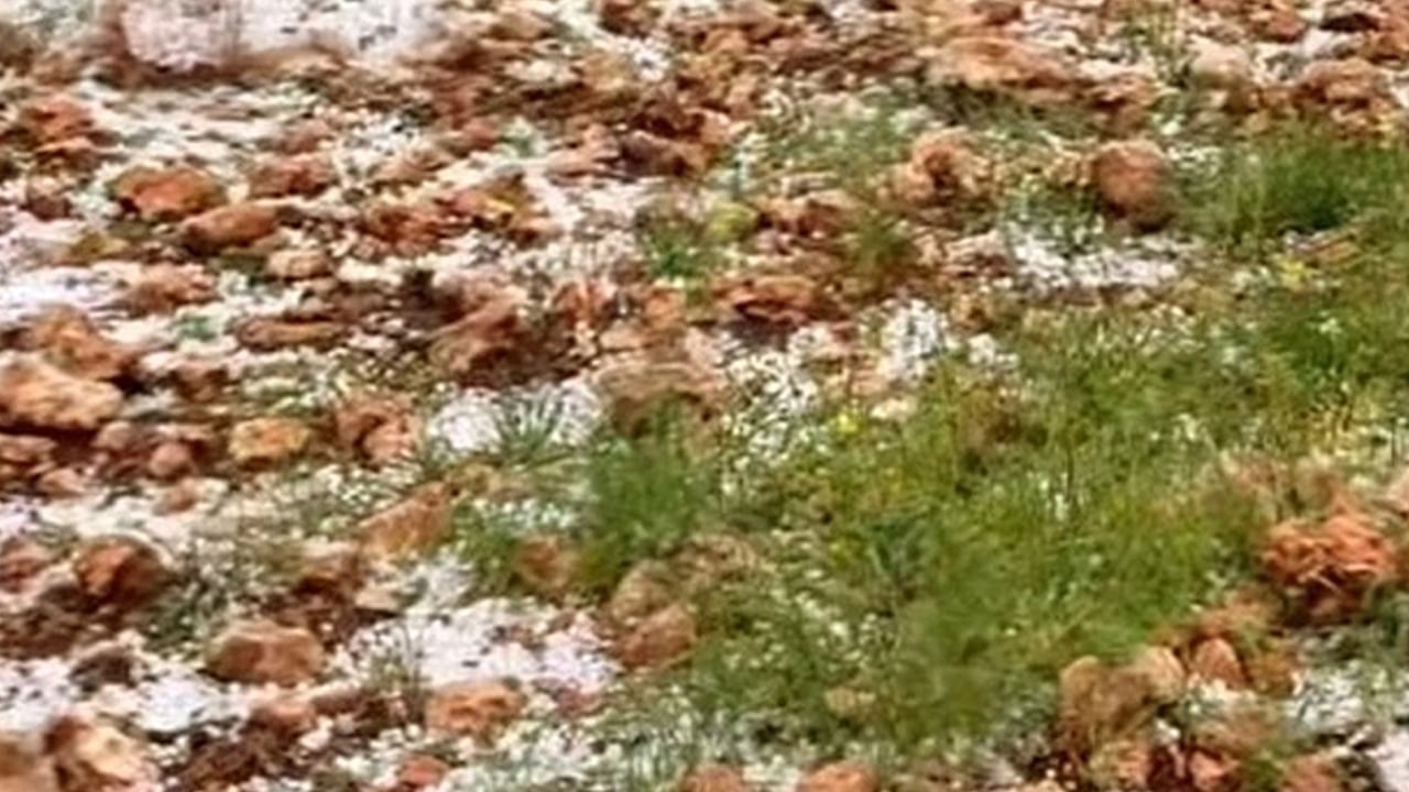 Foto - Dolu yağışı zarar verdi! Antep fıstığı bahçelerini vurdu