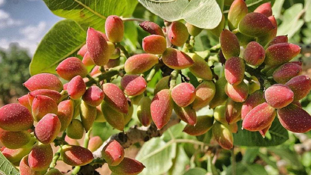 Dolu yağışı zarar verdi! Antep fıstığı bahçelerini vurdu