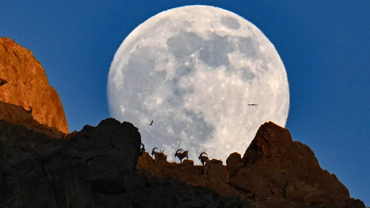 Foto - Dolunayda şölen! Dağın zirvesinde yiyecek arayan yaban keçileri dolunayda görüntülendi