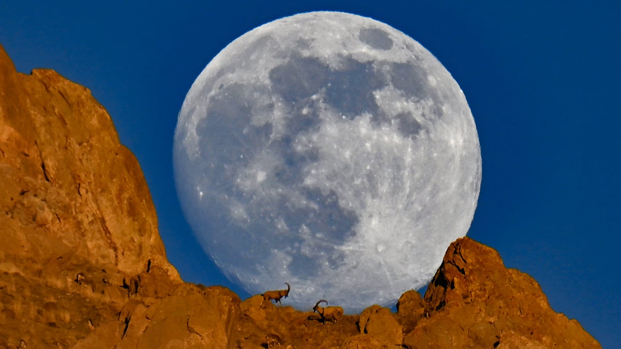 Foto - Dolunayda şölen! Dağın zirvesinde yiyecek arayan yaban keçileri dolunayda görüntülendi