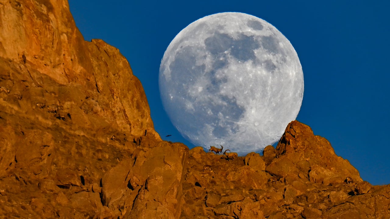 Foto - Dolunayda şölen! Dağın zirvesinde yiyecek arayan yaban keçileri dolunayda görüntülendi
