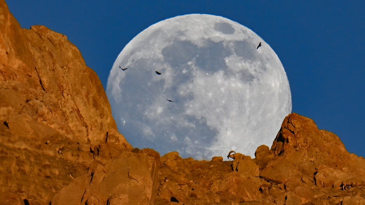 Foto - Dolunayda şölen! Dağın zirvesinde yiyecek arayan yaban keçileri dolunayda görüntülendi