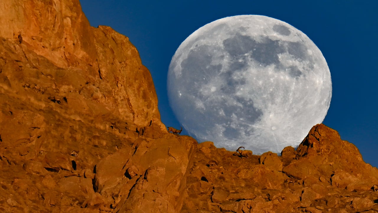 Foto - Dolunayda şölen! Dağın zirvesinde yiyecek arayan yaban keçileri dolunayda görüntülendi