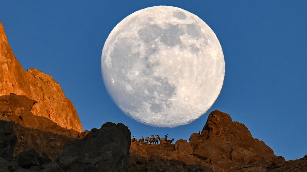 Foto - Dolunayda şölen! Dağın zirvesinde yiyecek arayan yaban keçileri dolunayda görüntülendi