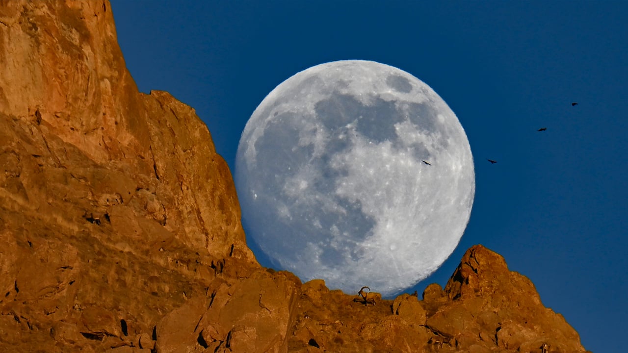 Foto - Dolunayda şölen! Dağın zirvesinde yiyecek arayan yaban keçileri dolunayda görüntülendi