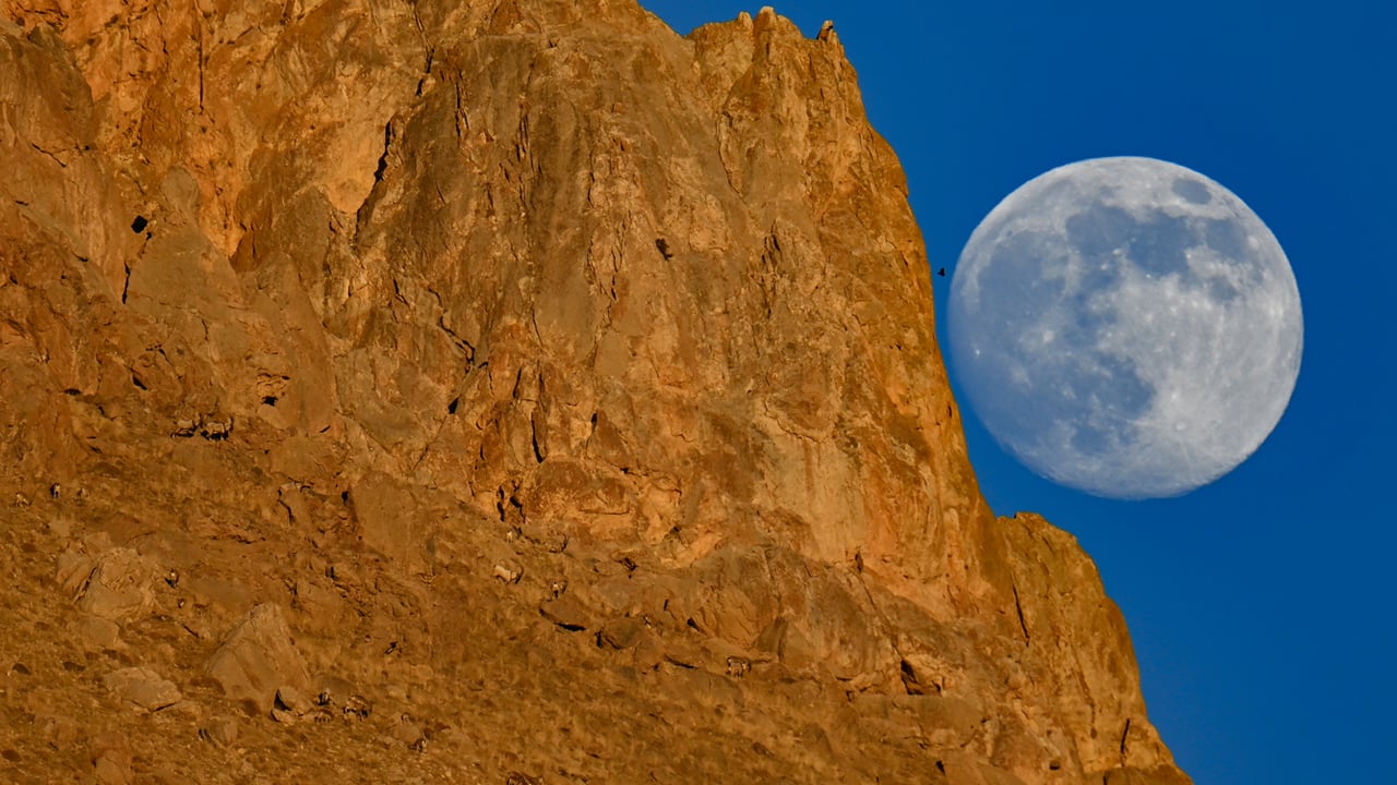 Foto - Dolunayda şölen! Dağın zirvesinde yiyecek arayan yaban keçileri dolunayda görüntülendi