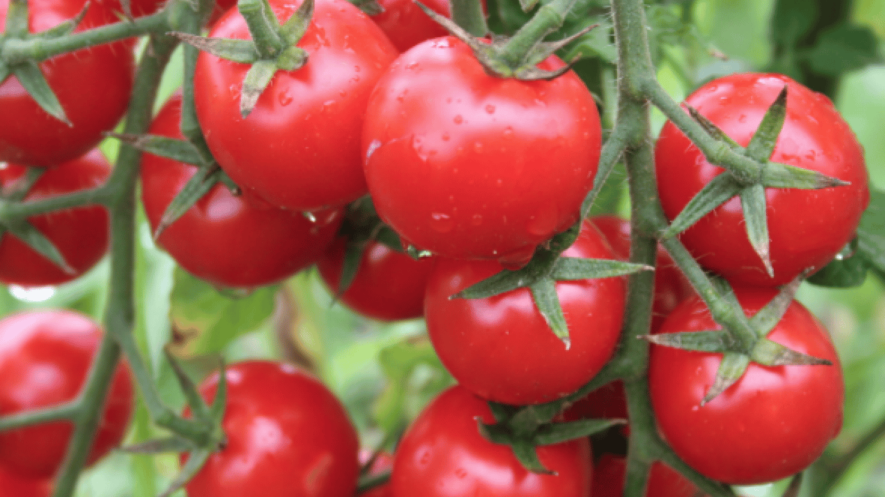 Foto - Domatesi sakın böyle tüketmeyin! Şifa sanıyorduk meğerse bu oluyormuş...