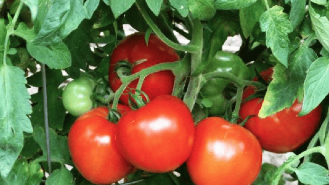 Foto - Domatesi sakın böyle tüketmeyin! Şifa sanıyorduk meğerse bu oluyormuş...