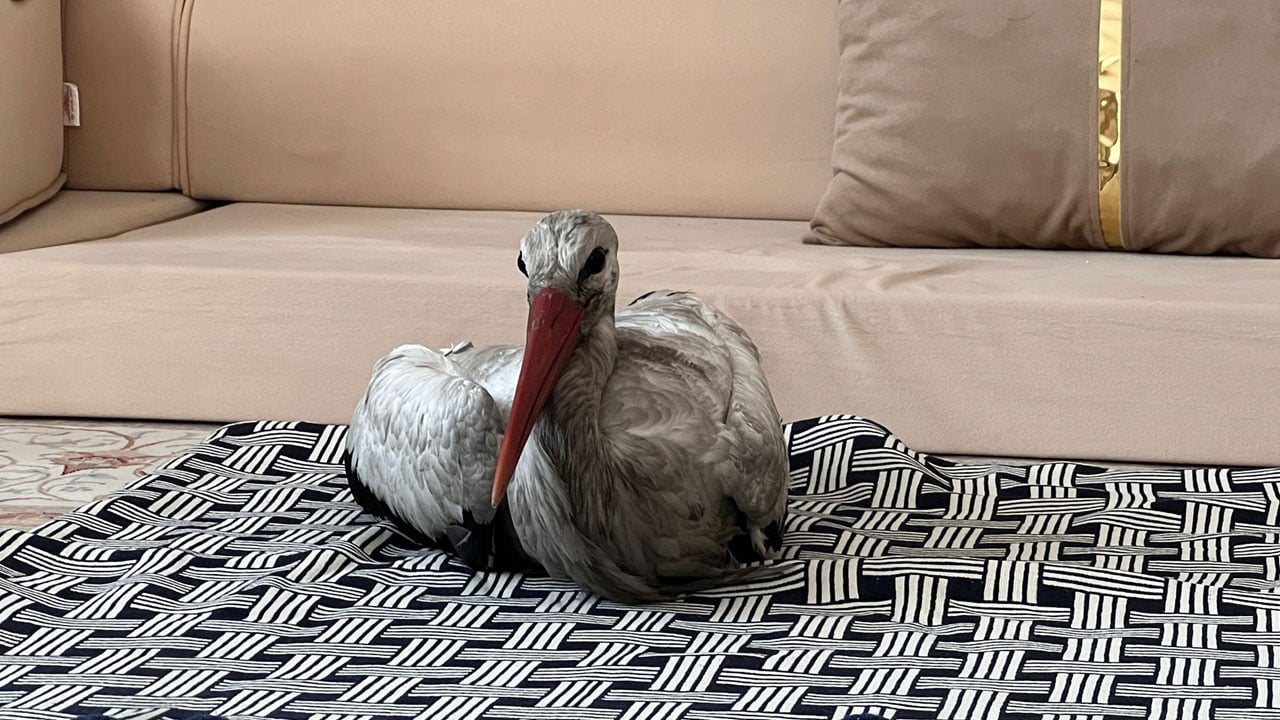 Foto - Donarak ölmek üzereydi! Yüksekova’dan yürek ısıtan görüntü