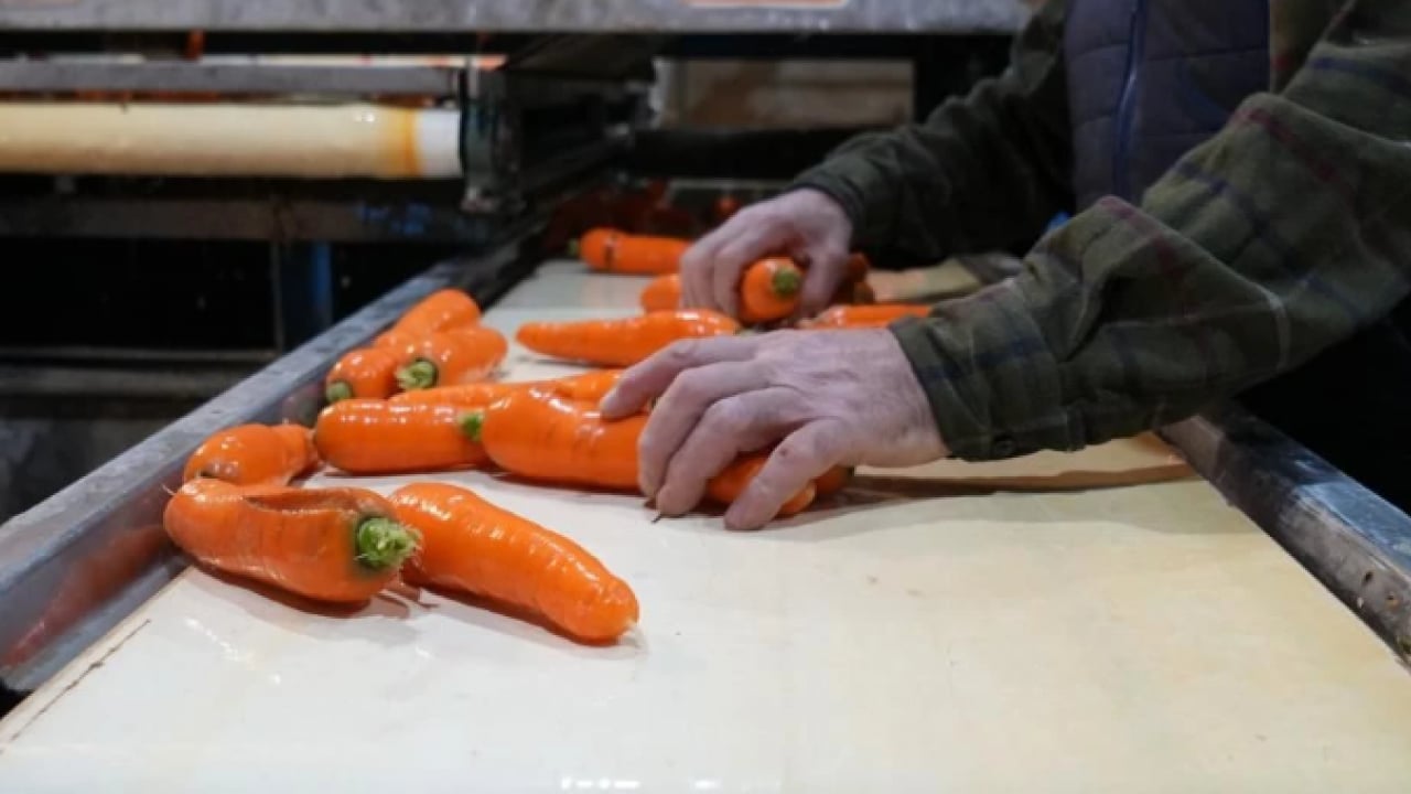 Foto - Dönüm başı 10 ton ürün çıkıyor! 12 ay boyunca üretim yapılıyor