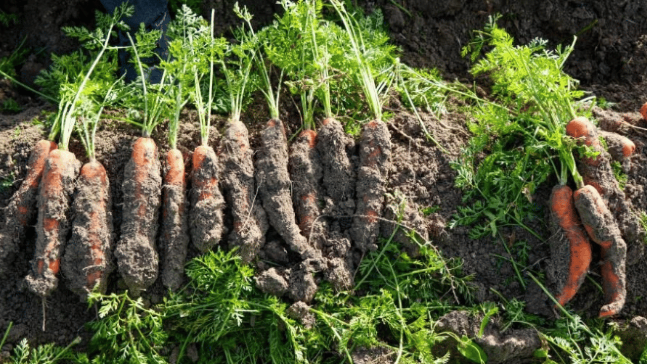 Foto - Dönüm başı 10 ton ürün çıkıyor! 12 ay boyunca üretim yapılıyor