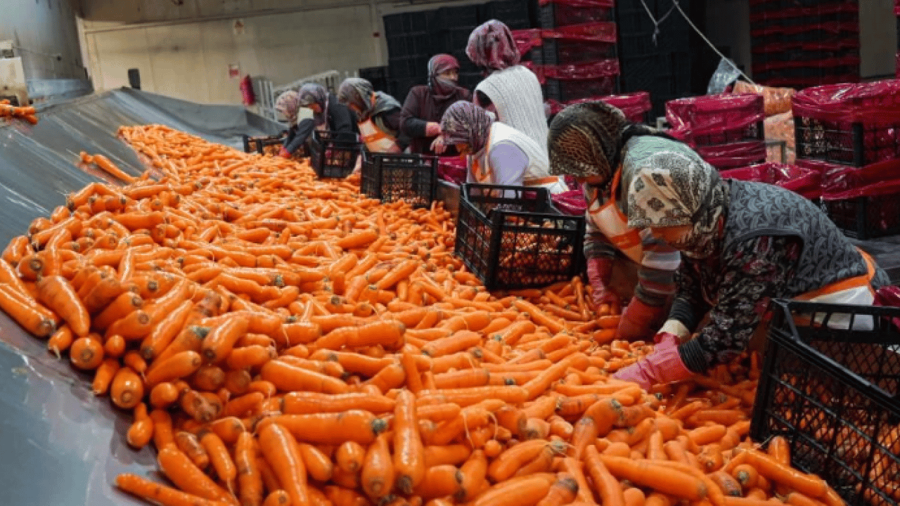 Foto - Dönüm başı 10 ton ürün çıkıyor! 12 ay boyunca üretim yapılıyor