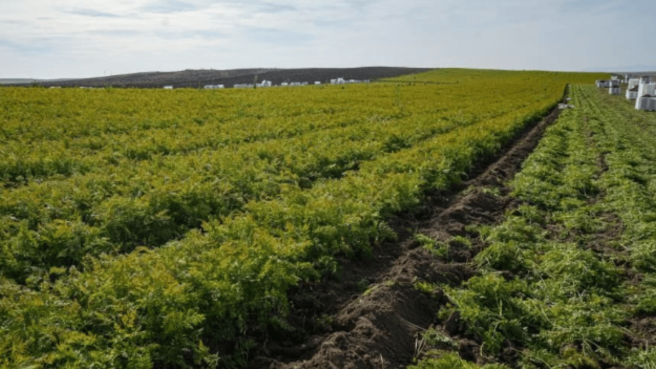 Foto - Dönüm başı 10 ton ürün çıkıyor! 12 ay boyunca üretim yapılıyor