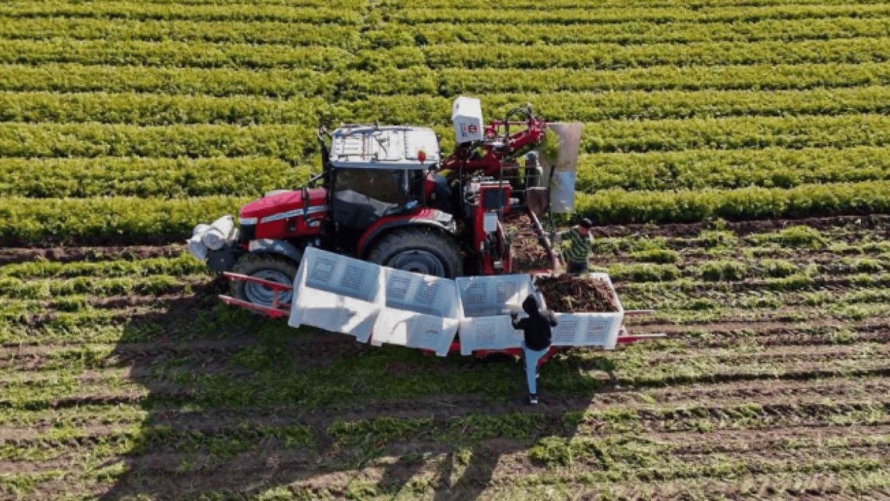 Foto - Dönüm başı 10 ton ürün çıkıyor! 12 ay boyunca üretim yapılıyor