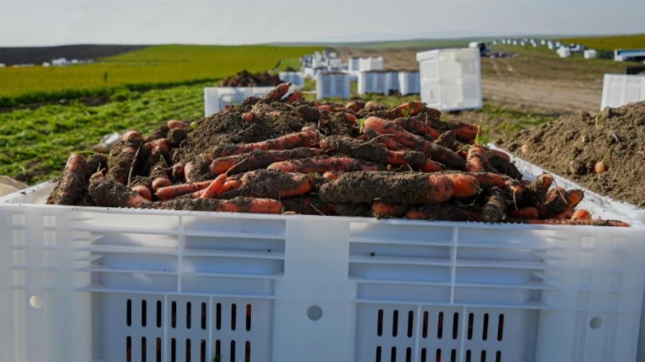 Foto - Dönüm başı 10 ton ürün çıkıyor! 12 ay boyunca üretim yapılıyor